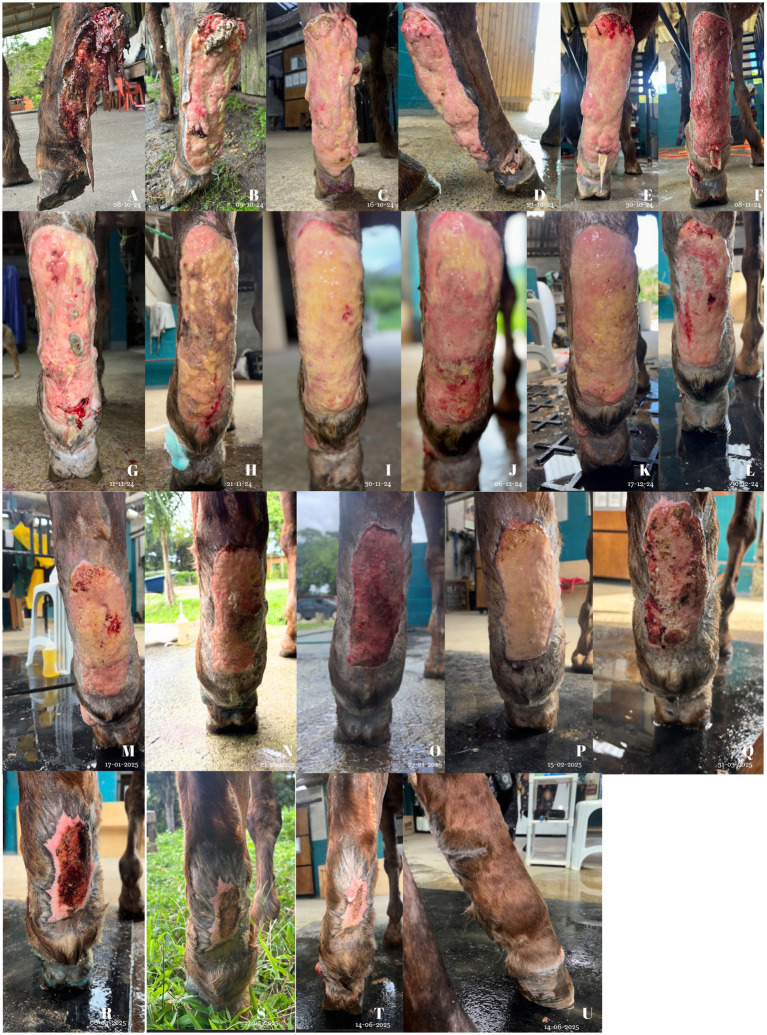 Series of clinical photographs showing the sequential healing of a severe skin wound on a horse’s lower left hind limb. Images depict wound progression from an open, wet, and inflamed state with extensive tissue loss to gradual granulation, decrease in redness, reduction of exudate, wound contraction, and closure over time, ultimately resulting in mostly healed skin with scar formation. Each photo is labeled with a letter and a date, highlighting different healing stages.