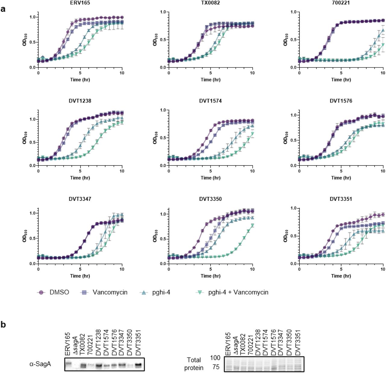 Therapeutic efficacy of pghi-4 as vancomycin adjuvant in vitro.a, Growth curves of VREfm clinical isolates ± vancomycin (Van, 5 μg/mL) ± pghi-4 (50 μM) in BHI. Data is mean ± S.D., n=3 biological replicates. b, Left: ɑ-SagA western blot of VREfm clinical isolates cell lysate. Right: Stain-free imaging served as protein loading control, numbers indicate molecular weight (kDa).