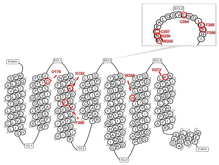 Snake diagram of the human CB1R. CB1R structure is typical for GPCR and contains three extracellular loops (ECL1–3), three intracellular loops (ICL1–3), seven transmembrane domains (TMH1–7), and a C-terminus. The amino acid sequence of the (TMH1–7), C-terminus and the (ECL2) (zoomed) domains are shown. The amino acids involved in the receptor-ligand interactions are marked in bold red font. Red circle labels indicate amino acids involved in interactions of the allosteric ligand Org27569 with the (ECL2) region, specifically phenylalanine F268 and lysine K192 (TMH3) and also with aspartic acid D176 (TMH2) and lysine K373 (TMH7). Phenylalanine F268 and proline P269 (ECL2) are also essential for binding an allosteric ligand GAT100. (Generated by tools from gpcrdb.org).