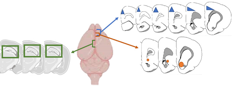 Representation of the brain areas of interest. The blue arrow and blue triangle illustrate the location and disposition of the prefrontal cortex (PFC). The orange arrow and circle represent the location and disposition of the nucleus accumbens (NAcc). Green arrow and squares indicate hippocampal formation location, composed of dentate gyrus (DG), Hilus (H) and CA1 and CA3. Representations not to scale