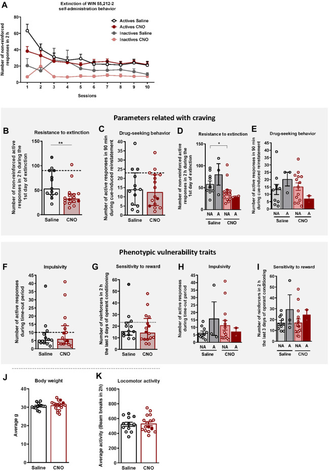 WIN 55,212–2 operant self-administration effects on two parameters related with craving and two phenotypic vulnerability traits to addiction-like behavior in mice. (A) Extinction pattern of the WIN 55,212–2 operant self-administration behavior (mean ± S.E.M., repeated measures ANOVA). (B–C) Behavioral tests of the two parameters related with craving (individual data with median and interquartile range): (B) Resistance to extinction: Number of responses to the active nose-poke during the first 2-h extinction session is significantly higher in saline-compared to CNO-treated mice (U Mann-Whitney, **p < 0.01). (C) Drug-seeking behavior measured by the cue-induced reinstatement after abstinence: Number of active responses performed during the 90 min cue-induced drug-seeking test performed after extinction (Student’s t-test). The dashed horizontal line indicates the 75th percentile of distribution of the group, used as the threshold to consider a mouse positive for one criterion. Addicted mice are represented in grey- and red-filled circles. (D–E) Behavioral tests of the parameters related with craving showing similar responses in cue-induced reinstatement between addicted and non-addicted mice (U Mann-Whitney), whereas a difference is observed between non-addicted mice in the 1st day of extinction (U Mann-Whitney, *p < 0.05) (individual data with mean ± S.E.M.). (F–G) Behavioral tests used to evaluate the two phenotypic traits considered to be factors of vulnerability to addiction-like behavior (individual data with median and interquartile range): (F) Impulsivity: Number of responses to the active nose-poke during the 10 s time-out period (U Mann-Whitney) (G) Sensitivity to reward: Number of reinforcers performed to the active nose-poke during the 2 h of the last three sessions of self-administration (Student’s t-test). The dashed horizontal line indicates the 75th percentile of distribution of the group, used as the threshold to consider a mouse positive for one criterion. Addicted mice are represented in grey- and red-filled circles. (H–I) Behavioral tests of the phenotypic traits showing similar responses in impulsivity and behavior during the last 3 days of operant training between addicted and non-addicted mice (U Mann-Whitney) (individual data with mean ± S.E.M.). (J) Body weight: Body weight was measured every week during the self-administration protocol (mean ± S.E.M.; Student’s t-test). (K) Locomotor activity: Activity was measured by the number of beam breaks during a 2 h test (mean ± S.E.M.; Student’s t-test). (Saline-treated mice: n = 13; CNO-treated mice: n = 16; statistical details are included in Supplementary Table S2).