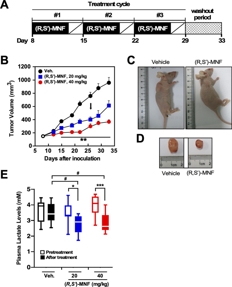 (R,S′)-MNF treatment reduces PANC-1 tumor growth in a mouse xenograft model. (A) Protocol design. (B) Tumor volume was determined after i.p. administration of vehicle (1% hydroxypropyl-β-cyclodextrin), 20 mg kg−1 (Arm 1) or 40 mg kg−1 (R,S′)-MNF (Arm 2) once daily for 5 days per week for 3 weeks (n = 10 per group). The black arrow depicts the last day of (R,S′)-MNF administration. Data represent mean + SD. **P < 0.01 vs. control group of mice. Representative images of mice (C) and excised tumors (D) are shown. (E) Plasma lactate levels were measured on Day 8 (Pretreatment, open symbols) and at completion of the (R,S′)-MNF treatment (After treatment, filled symbols) (n = 8–10 per group). *P < 0.05, ***P < 0.001; #P < 0.05 vs. control group of mice at the completion of the study. The dose- and time-dependent trajectories as well as the box plot were generated with GraphPad Prism v.8.4.3 (GraphPad Software, Inc., La Jolla, CA).
