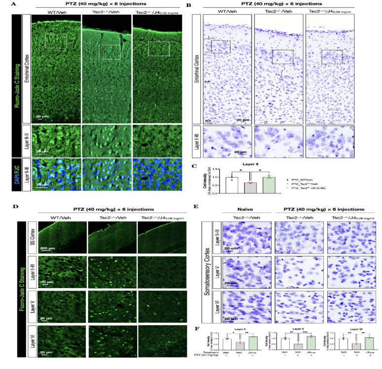 A FJC staining (green), counterstained with DAPI (blue) was performed to analyze the degenerating cells at the entorhinal cortex of the indicated groups. Layer II-III, marked by the rectangle, was magnified and shown in the lower panels. B Nissl-staining was performed to assess the neuronal loss at the corresponding region. C The quantitative analysis of cell density at the cortical layer II-III is shown for PTZ-WT/Veh (N = 3), PTZ-Tsc2+/–/Veh (N = 3), PTZ- Tsc2+/–/J4 (0.06) (N = 4). D FJC staining (green), counterstained with DAPI (blue) was performed at the somatosensory cortex of the indicated groups. E Nissl-staining was performed to compare these groups Naive-Tsc2+/–/Veh (N = 3), PTZ-Tsc2+/–/Veh (N = 3), PTZ- Tsc2+/–/J4 (0.06) (N = 4). F Quantitative results of cell density in groups as indicated are shown. Data presented as mean ± SEM, *p < 0.05, ** p < 0.01, ***p < 0.001, ****p < 0.0001, n.s. not significant, using one-way ANOVA, with Bonferroni correction as the post-hoc test for multiple comparisons. Abbreviations: FJC, Fluoro-Jade staining