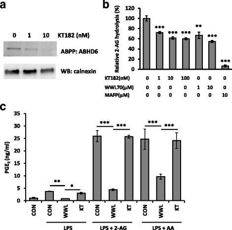 The highly selective ABHD6 inhibitor KT182 did not reduce PGE2 production. a Activity-based protein profiling with the ABHD6-specific probe HT-01 shows reduced ABHD6 activity in the membrane fraction of BV2 cells in the presence of KT182. b Using membrane fraction from BV2 cells, treatment with KT182, WWL70, or MAFP for 5 min showed decreased hydrolysis of 2-AG by quantifying released radioactive glycerol as described in Fig. 1. Relative 2-AG hydrolysis as compared to the non-treated group are shown (mean ± SD; n = 3). c BV2 cells were incubated with DMEM plus WWL70 (10 μM) or KT182 (100 nM) for 15 min, before addition of 10 μM 2-AG or AA for 15 min, followed by addition of LPS (100 ng/ml) for 18 h. Culture medium was assayed for PGE2 by EIA (mean ± SD, n = 3). Single, double, and triple asterisks denote p < 0.05, 0.01, and 0.001, respectively