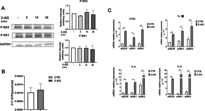 2‐AG pro‐inflammatory action is SK‐independent in endometriotic epithelial cells. (A) Serum‐starved endometriotic epithelial cells were treated with 10 μM 2‐AG for different time intervals (5, 15 and 30 min). Protein lysates were analyzed using SDS‐PAGE electrophoresis and WB, using specific anti‐phospho‐SK1 (P‐SK1), anti‐phospho‐SK2 (P‐SK2) and anti‐GAPDH antibodies. The histograms represent the densitometric analysis of three independent experiments. Data are the mean ± SD and are reported as band intensity normalized to the expression of GAPDH, fold change over control (set as 1). (B) Serum‐starved endometriotic epithelial cells were treated for 30 min with 10 μM 2‐AG before being harvested and then subjected to C17‐S1P quantification by LC–MS/MS as described in the Section 2. Results are the mean ± SEM of three independent experiments and are reported as pmol of S1P normalized on cell number. (C) Endometriotic epithelial cells transfected with SCR‐, SK1‐ and SK2‐siRNA were serum‐starved prior to being challenged with 10 μM 2‐AG for 24 h. mRNA quantitative analysis of COX2, IL‐1β, IL‐6 and IL‐8 was performed by qPCR. Results, analyzed with the 2−ΔΔCt method, were obtained using β‐Actin as a housekeeping gene and individual inflammatory factors of the unchallenged specimen as a reference gene. The effect of SK1 or SK2 downregulation did not significantly affect the 2‐AG inflammatory effect (*p < 0.05; **p < 0.01; ***p < 0.001).