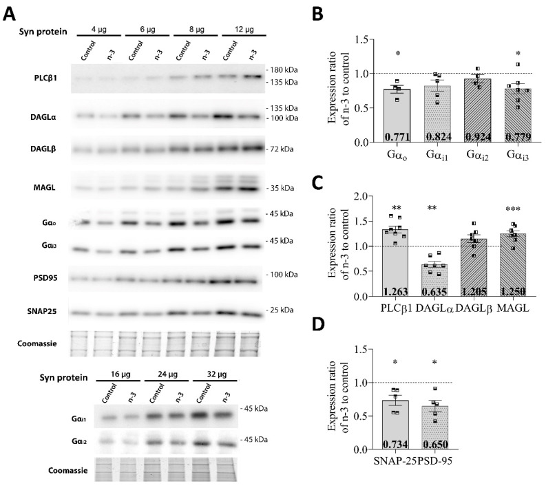 Relative expression of Gαi/o subunits, main 2-AG-related enzymes, and synaptic proteins in hippocampal synaptosomes (Syn). (A) Representative Western blots carried out by immunoblotting increasing amounts of hippocampal synaptosomes. The total protein loading was checked by Coomassie Brilliant Blue gel staining. Protein migration was consistent with their expected molecular mass (PLCβ1, 138.3 kDa; DAGLα, 115.3 kDa; DAGLβ, 73.9 kDa; MAGL, 33.3 kDa; Gαo 40.1 kDa; Gαi1, 40.5 kDa; Gαi2, 40.4 kDa; Gαi3, 40.5 kDa; PSD-95, 80.4 kDa; SNAP-25, 23.3 kDa). The molecular weights depicted correspond to the signal of the standard markers. (B) Gαo, Gαi1, Gαi2, and Gαi3 expression in synaptosomes. (C) PLCβ1, DAGLα, DAGLβ, and MAGL expression in synaptosomes. (D) SNAP-25 and PSD-95 expression in synaptosomes. Data are presented as mean ± SEM (see Table 4) with squares representing individual experimental values, using synaptosome membranes obtained from two fractionation procedures and including hippocampal pools from at least six adult mice per fractionation procedure. Statistical analysis: Paired ratio t-test; * p < 0.05, ** p < 0.01, *** p < 0.001.