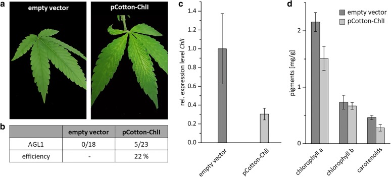 Silencing of ChlI induced with the Cotton leaf crumple virus a Plants were infiltrated with the A. tumefaciens strain AGL1 carrying pCotton-ChlI or an empty-vector control. Phenotypes were visible approximately four weeks after infiltration with pCotton-ChlI (right). No phenotype was visible in control plants (left). b Overview on the efficiency of VIGS if plants were infiltrated with the A. tumefaciens strain AGL1. c Expression level of ChlI in plants showing a phenotype and empty-vector control plants were quantified with qPCR and normalized relative to the expression levels of eIFa and UBQ5. Error bars indicate standard error of five biological replicates. d Quantification of pigment content (chlorophyll a, chlorophyll b and carotenoids) of leaves from empty-vector control plants and ChlI-silenced plants. Error bars indicate standard error of 3 representative replicates