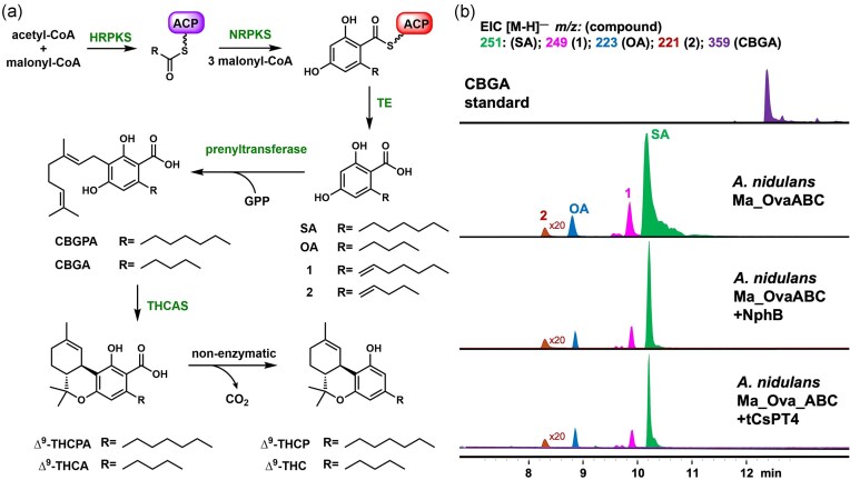 Proposed pathway to access rare cannabinoids such as ∆9–THCPA with the C7 side chain. (a) Proposed extension of the biosynthetic pathway involving Ma_OvaABC to produce ∆9–THC and analogs; (b) Metabolic analysis from the heterologous expression of Ma_OvaABC and tCsPT4, NphB in A. nidulans shows the prenyltransferases do not function in the fungal host.