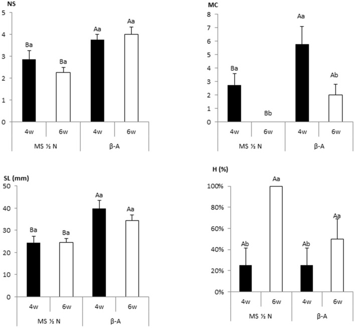Effect of the culture duration (4 or 6 weeks) on the growth of 8 Mati apical sections cultured in RITA® vessels with MS medium with half-strength nitrates and β-A medium. All media were supplemented with 2-μM metatopoline. The data recorded after 4 or 6 weeks of culture. The values represent the mean ± standard error. For each variable, different uppercase letters indicate significant differences in relation to the medium, and different lowercase letters indicate significant differences in relation to the duration of the culture (p < 0.05). NS, number of shoots per explant; MC, multiplication coefficient; SL, length of the longest shoot (mm); H, percentage of hyperhydric shoots.