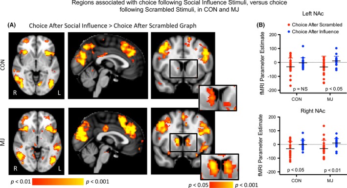 Activation during the choice phase following social influence versus noise stimuli. (A) The contrast of choice after social influence compared with choice after no influence activated a wide network of structures in both groups. Images are thresholded at P < 0.01, uncorrected. Notably, at this threshold, the caudate (designated by a square on the axial slices) only activated in the MJ group. When images were thresholded at P < 0.05 (illustrated at the bottom right of axial images), subthreshold signal change is observed in this region in CON, and the cluster extended into the NAc in both groups. (B) Scatterplot of NAc values based on ROI Analysis. In the left NAc (top), there was a significant effect of choice across both groups indicating greater activation during a choice following group influence than during a choice following a scrambled graph. Post hoc tests showed that there was significantly greater activation after influence than no influence in MJ (P < 0.05), but no difference in CON. In the right NAc, there was also a significant effect of choice across groups; Post hoc tests showed that there was significantly greater activation after influence than no influence in both MJ (P < 0.01) and CON (P < 0.05).
