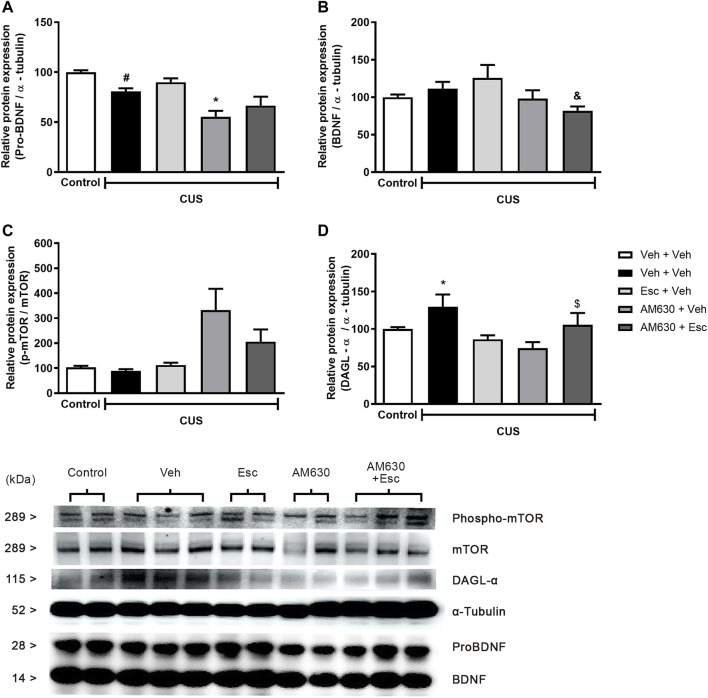 Relative hippocampal protein expression and corticosterone levels of stressed mice treated with ESC in combination or not with AM630. Figure shows the expression of pro-BDNF (A). mature BDNF (B). phospho-mTOR (C) and DAGL (D). Representatives of western blot membranes are detailed in the image. Groups were: non-stressed/saline/saline (n = 5); CUS/saline/saline (n = 5); CUS/AM630/saline (n = 4); CUS/saline/ESC (n = 4); and CUS/AM630/ESC (n = 5). ANOVA-two was employed and differences were considered statistically significant when p < 0,05. N = 4-5/group. (# relative to NS/Veh + Veh; * relative to CUS/Veh + Veh and & relative to the CUS-AM630 compared to CUS-AM630 + Esc).