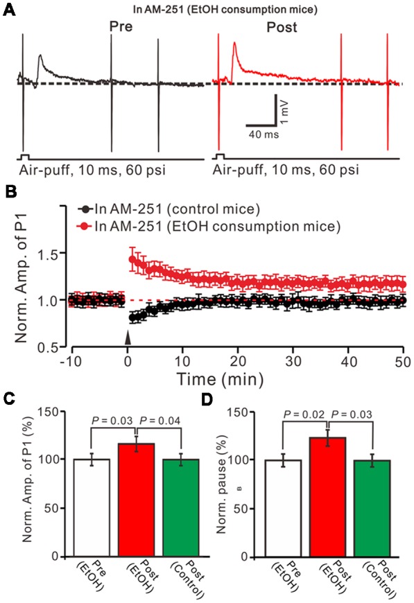 Blocking cannabinoid type 1 (CB1) receptors activity, facial stimulation failed to induce MLI-PC LTD in control mice, but induced MLI-PC long-term potentiation (LTP) in EtOH consumption mice. (A) Representative cell-attached recording traces showing air-puff stimulation (10 ms, 60 psi)-evoked responses in a cerebellar PC from an EtOH consumption mouse before (left) and after delivering 1 Hz (240 pulses) stimulation in the presence of a CB1 antagonist, AM251 (5 μM). (B) Summary of the normalized P1 amplitude after delivery of 1 Hz facial stimulation (arrow head) in control mice (black; n = 7 mice) and EtOH consumption mice (Red; n = 7). (C) Bar graph (n = 7 mice) showing the normalized amplitude of P1 before (Pre EtOH) and after (Post, EtOH; Post control) delivery of 1 Hz stimulation in EtOH consumption and control mice. (D) Summary of data (n = 7 mice) showing the normalized pause of a simple spike firing before and after delivery of 1 Hz stimulation in EtOH consumption and control mice. Note that blocking by CB1 receptor activity, facial stimulation failed to induce MLI-PC LTD in control mice, but induced MLI-PC LTP in EtOH consumption mice.