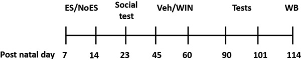 Experimental design. The dam and her pups were housed in a cage with limited [early stress (ES)] or abundant (NoES) bedding material from P7 to P14. On day 23, pups were exposed to a social interaction test to verify that early stress exposure results in impaired social behavior. During the late-adolescence period (P45–P60) rats received 14 injections of vehicle (veh) or the CB1/2 agonist WIN. On P90 rats were taken to neurocognitive tests (object location, object recognition, and social recognition) and to the open field for an anxiety test (P90–94: habituation to the memory tests arena; P95–96: object recognition; P97–98: object location; P99–100 social recognition; P101: open field). On P114 brains were taken for Western blot (WB) analysis.