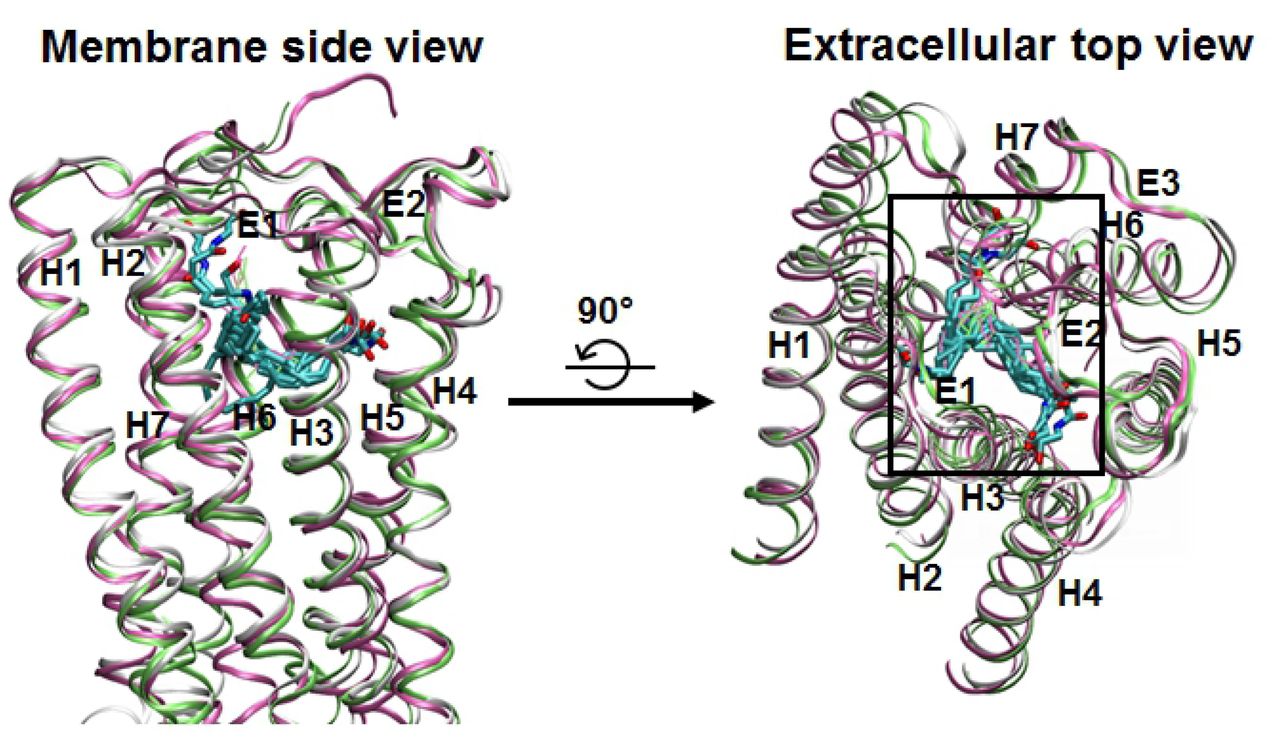 Superposition of the CB1 receptor in AEA equilibrated pose1 and the X-ray crystal structures of the CB1 receptor.All the eight equilibrated poses (in atom type) are overlaid to AM11542 (in green) and CP55940 (in mauve) after the receptor in these poses were superimposed to the receptors in the X-ray crystal structures of the AM11542-bound CB1 receptor [6] and the CP55940-bound CB1 receptor [7]. The alignment rule: the backbone Cα atoms of H3 (Arg186-Ser217), H4 (Arg230-Val249), H5 (Glu273-Val306) and H7 (Lys373-Arg400). Color coding: carbon, cyan; oxygen, red; and nitrogen, blue. Hydrogen atoms are omitted for clarity.