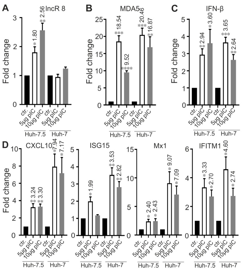lncR 8 is efficiently induced by poly(I:C) treatment in Huh-7.5 cells but not in Huh-7 cells. Cells were treated with 5ug or 10 ug poly(I:C) (pIC) and collected after 8 h incubation. qRT-PCR data of targeting genes, including lncR 8, MDA5, IFN-β and ISGs, was normalized to GAPDH. The data are shown as the mean ± SEM of at least three independent experiments. * p ≤ 0.05, ** p ≤ 0.01, *** p ≤ 0.001, and **** p ≤ 0.0001. Altered mRNA level with significance are marked with numbers at the top of the bar. The numbers indicate fold changes of mRNA expression after treatment, where positive numbers mean upregulation, negative numbers mean downregulation.