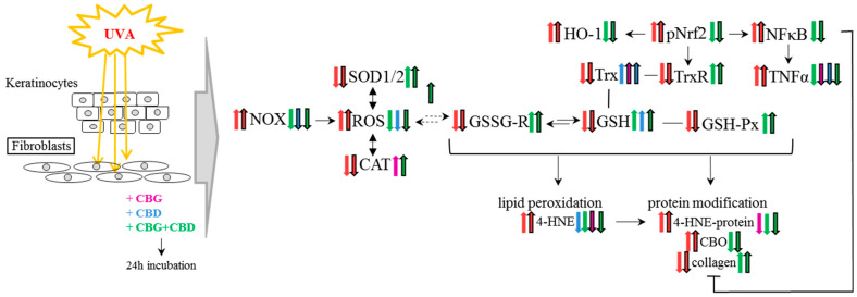 The effect of phytocannabinoids on keratinocytes and fibroblasts used after UVA cell irradiation. Abbreviation: 4-HNE, 4-hydroxynonenal, 4-HNE-protein, 4-HNE-protein adducts; CAT, catalase; CBD, cannabidiol; CBG, cannabigerol; CBO, carbonyl groups; GSH, glutathione; GSH-Px, glutathione peroxidase; GSSG-R, glutathione reductase; HO-1, heme oxygenase-1; NF-κB, nuclear factor kappa-light-chain-enhancer; NOX, NADPH oxidase; Trx, hioredoxin; pNrf2, nuclear factor erythroid 2-related factor 2 phosphorylated form; ROS, reacctive oxygene species; SOD-1, cytosolic superoxide dismutase; SOD-2, mitochondrial superoxide dismutase; TNFα, tumor necrosis factor α; TrxR, thioredoxin reductase; UV, ultraviolet radiation.