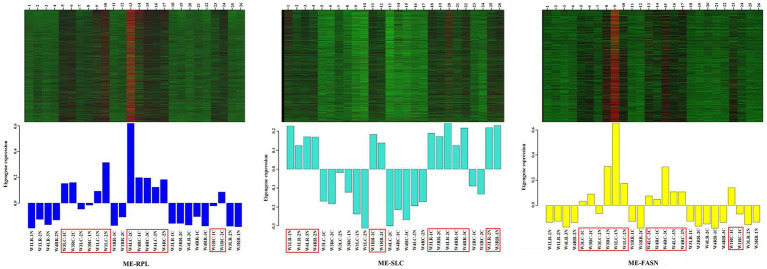 Heatmap visualization of eigenvalues of “ME-RPL,” “ME-SLC,” and “ME-FASN” modules. Upper portion of the figure shows the gene expression heatmaps. Red indicates upregulated; green indicates downregulated. Lower portion of the figure shows the module eigenvalues in different samples, the displayed gene is upregulated/downregulated in the respective module.