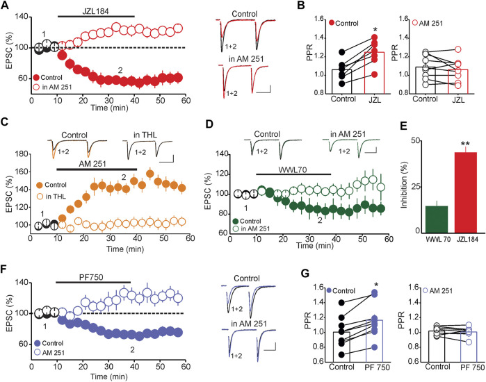 Tonic 2-AG and AEA signaling modulate the strength of DRn glutamate synapses. (A) Inhibition of 2-AG degradation depresses the eEPSC amplitude via a CB1R-depedent mechanism. Left panel is a summary graph of the effect of JZL184 (1 µM) on the amplitude of eEPSCs in the control condition (; n = 12) and in the presence of 3 µM AM 251 (; n = 10). Right graph illustrates superimposed eEPSC traces taken at the time indicated by numbers in the left panel. Calibration bars: 25 pA, 20 ms. (B) Inhibition of 2-AG metabolism increases PPR of eEPSCs via CB1Rs. Left graph is summary histogram of PPR of eEPSCs obtained in control slices before (control) and during JZL (1 µM) administration (*p < 0.05; paired t-test; n = 9). Right panel is summary histogram of PPR of eEPSCs obtained in slices treated with AM 251 (3 µM) before (control) and during JZL administration. (C) Inhibition of 2-AG synthesis abolishes the AM 251-induced potentiation of EPSCs. Lower panel is a summary graph of the potentiation of EPSCs amplitude induced by AM 251 (3 µM) in control slices (; n = 9) and in slices treated with THL (10 µM; ; n = 9). Upper panel represents superimposed eEPSC traces collected during the time points indicated by numbers in the lower panel. (D) Inhibition of ABHD6 depresses the amplitude of eEPSCs through CB1Rs. Lower panel illustrates the magnitude of the depression of EPSCs induced by ABHD6 inhibitor WWL70 (3 µM) in the absence (; n = 8) and presence of AM 251 (3 µM; ; n = 6). Upper graph depicts superimposed EPSC traces collected at the time points indicated by numbers in the lower panel. (E) Summary of the average depression of the eEPSC amplitude induced by WWL 70 () and JZL 184 (; **p < 0.01 JZL184 vs. WWL70; unpaired t-test). (F) Inhibition of AEA degradation depresses the amplitude of EPSCs through CB1Rs. Left panel is a summary of the effect of the FAAH inhibitor PF750 (3 µM) on eEPSCs obtained in control (; n = 10) and in slices treated with AM 251 (3 µM; ; n = 8). Right graph illustrates sample eEPSC traces collected at the time indicated by numbers in left panel. (G) Inhibition of FAAH increases the PPR of EPSCs. Summary histograms of the average PPR of eEPSCs obtained before and during PF750 application in control slices (left panel; *p < 0.05, paired t-test; n = 10) and in slices treated with 3 µM AM 251 (right panel, n = 8). Calibration bars: 25pA, 20 ms.