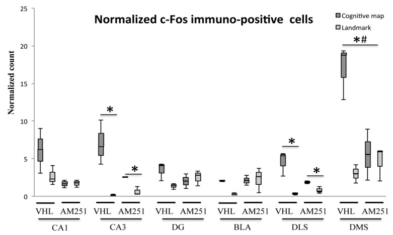 Comparison of normalized c-Fos activations in hippocampal CA1 and CA3 and dentate gyrus (DG), basolateral amygdala (BLA) and dorsolateral (DLS) and dorsomedial (DMS) striatum exhibited by animals injected with vehicle (VHL) or AM251 according to the landmark- or cognitive map-related navigational strategy carried out in CHB. Data were analyzed by Kruskal-Wallis test followed by Mann-Whitney U when appropriate. In CA3 and DLS, the VHL or AM251 animals that carried out the cognitive map-related navigational strategy expressed a normalized number of c-Fos+ cells significantly (*, p = 0.05) higher than the VHL or AM251 animals that carried out the landmark-related navigational strategy. In DMS, VHL (but not AM251) animals that carried out the cognitive map-related navigational strategy expressed a number of c-Fos+ cells significantly (*, p = 0.05) higher than the VHL animals that carried out the landmark-related navigational strategy, and higher (#, p = 0.05) than the AM251 animals using the cognitive map-related navigational strategy.