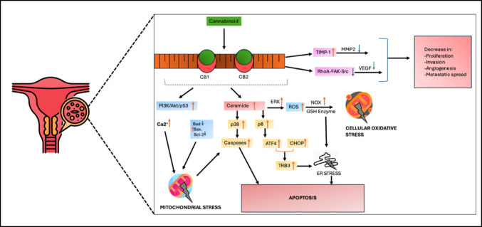 Schematic representation of endocannabinoid system (ECS) regulation and associated cell signalling pathways involved in cannabinoid-mediated cervical cancer cell death. Figure created by SP Mathibela using FlatIcon.com and PowerPoint Presentation 2021. The diagram includes various components; Cannabinoid receptors 1 and 2 (CB1 and CB2), tissue inhibitor of metalloproteinase-1 (TIMP-1), matrix metalloproteinase 2 (MMP2), reactive oxygen species (ROS), activating transcription factor 4 (ATF-4), C/EBP homologous protein (CHOP), phosphoinositide 3-kinase (PI3K), protein kinase B (AKT), B-cell lymphoma 2 (Bcl-2), Bcl-2 associated X protein (Bax), Bcl-2 associated agonist of cell death (Bad), NADPH oxidase (NOX), vascular endothelial growth factor (VEGF), calcium ion (Ca.2+), tribbles homolog 3 (TRIB3), Ras homologue family member A (RhoA), focal adhesion kinase (FAK) and proto-oncogene tyrosine-protein kinase (Src), glutathione (GSH)