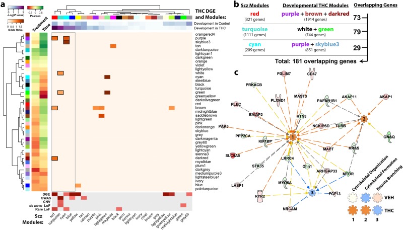 Genes developmentally dysregulated by adolescent exposure to THC are also dysregulated in the DLPFC of humans with schizophrenia. a Enrichment analysis shows significant overlap between genes differentially expressed by developmental THC and co-expression modules identified in human schizophrenia. In addition, these schizophrenia CommonMind Consortium (CMC) modules overlapped with developmental THC co-expression modules further suggesting a common epigenetic landscape. b Pathway analysis was performed on an overlapping set of 181 genes to further explore the biological relevance of these shared genes. c Ingenuity pathway analysis revealed that these genes are predicted to enhance cytoskeletal function (organization and formation) and suppress neurite branching in the THC-treated animals, but not in the vehicle-treated animals (see Supplementary Fig. 7), based on differential expression