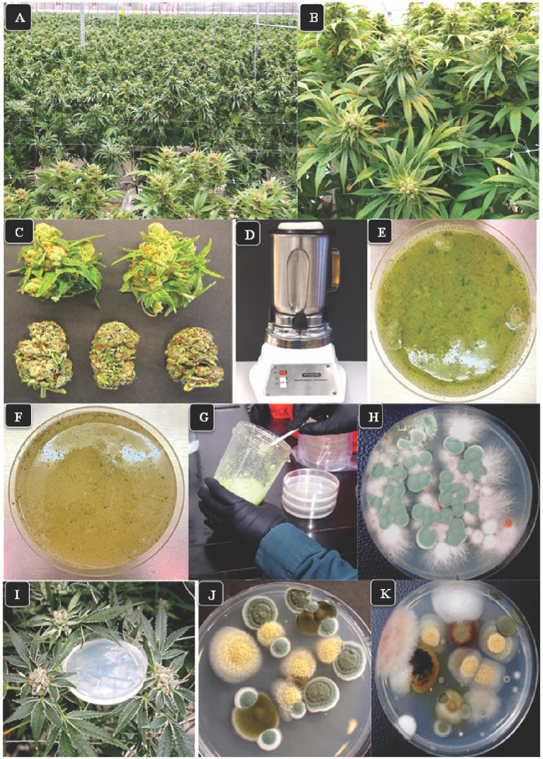 The growing environment for cannabis and various research approaches employed in this study. (A) Flowering plants one week prior to harvest shows the production of large numbers of inflorescences under greenhouse conditions. (B) A close-up of the inflorescences which are produced from multiple stems on each plant. These inflorescences were sampled for assessing total yeast and mold (TYM) in this study. (C) Detached fresh inflorescences (top row) and dried buds (lower row) in which the inflorescence leaves have been mechanically trimmed. (D) Blender used to grind tissues in water for 30 s. (E) A view of the homogenized tissue blend from fresh inflorescences prior to plating. (F) Homogenized tissue from dried inflorescences prior to plating. (G) Transfer slurry to Petri dishes containing agar media. (H) Colonies of fungi growing on PDA + S. Green colonies are Penicillium, pink colonies are Fusarium. Photo was taken 5 days after plating. (I) Placement of Petri dishes containing potato dextrose agar plus 140 mg/L streptomycin sulfate in the plant canopy adjacent to inflorescences to sample air-borne yeasts and molds. (J,K) Colonies developing on dishes exposed for 1 h in the cannabis growing environment and incubated under laboratory conditions for 5 days. The yellow colonies are Aspergillus, the green colonies are Penicillium, the brown colonies are Cladosporium, and the pink colony is Fusarium.