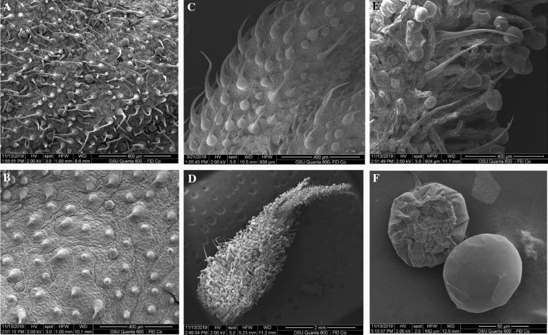 (A) Hemp abaxial (lower) leaf surface with glandular trichomes, and slender cystolithic non glandular trichomes. (B) Hemp adaxial (upper) leaf surface with an abundance of cystolithic trichomes and few sessile glandular trichomes. (C) Hemp leaf petiole with an abundance of cystolithic and slender non glandular trichomes and few sessile glandular trichomes. (D) Flower bract densely covered with glandular trichomes. (E) Close up of flower bract with glandular trichomes and slender non glandular trichomes. (F) Detached sessile glandular trichomes from hemp leaves.
