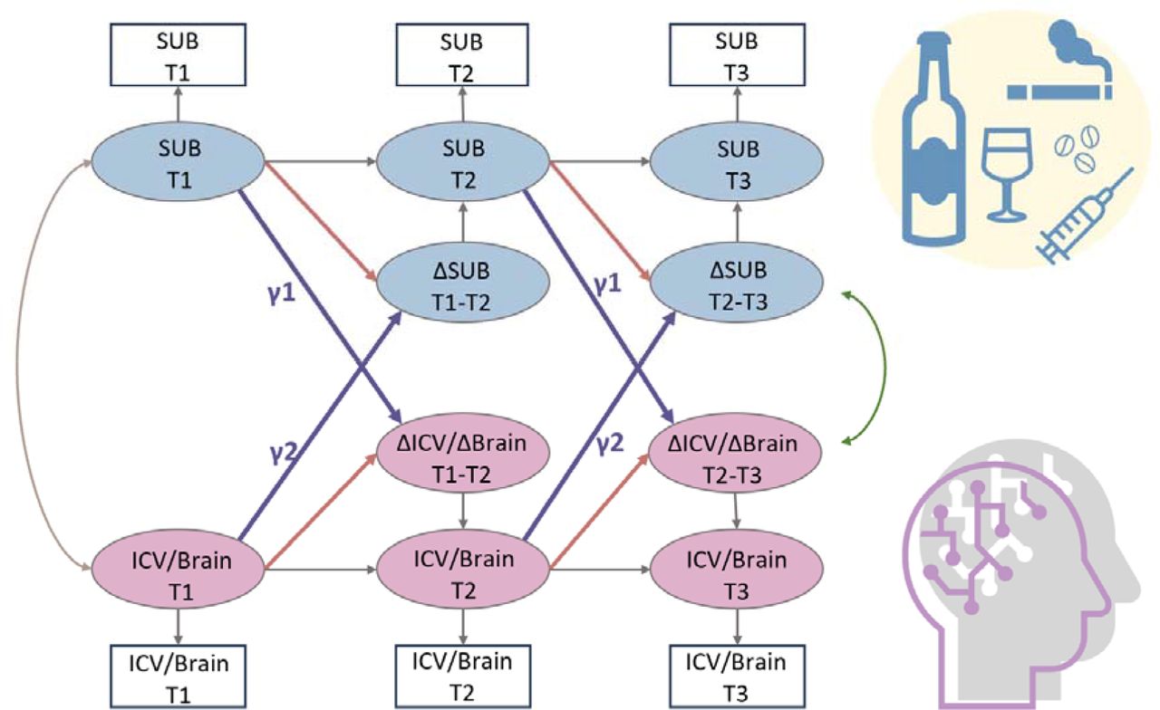 A simplified bivariate latent change score model for substance use and ICV/brain activity. SUB, substance use (alcohol, cigarette and cannabis use); Brain, brain network strength of positive/negative network of sustained attention derived from Go trials/Successful stop trials. ICV, intra-individual coefficient of variation. T1, Timepoint 1 (age 14); T2, Timepoint 2 (age 19); T3, Timepoint 3 (age 23). γ1, lagged effects of substance use on ICV or brain activity. γ2, lagged effects of ICV or brain activity on substance use. The square/circle represents the observation/true score in the model.