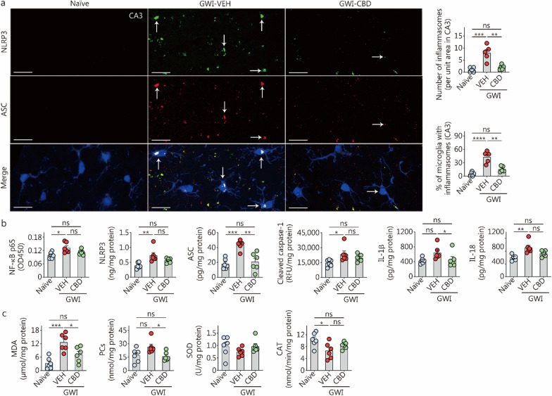 CBD treatment reduced the inflammasome activation and oxidative stress in the hippocampus of rats with chronic Gulf War Illness (GWI). a The image panels illustrate the examples of IBA1+ microglia (blue) displaying NLRP3 (green) and ASC (red) structures, and NLRP3-ASC complexes (whitish structures in merge) from naïve control, GWI-VEH, and GWI-CBD groups (scale bar = 20 μm). Arrows point to IBA-1+ microglia (blue) expressing NLRP3 (green) and ASC (red) and NLRP3+ ASC complexes (white). The yellowish structures are NLRP3-ASC inflammasome complexes outside the microglia, likely the inflammasomes in other cell types, such as astrocytes and neurons. The bar charts compare the number of inflammasomes per unit area in the CA3 subfield and percentages of microglia expressing inflammasomes across groups. b The bar charts compare the concentrations of the NF-κB p65, NLRP3, ASC, cleaved caspase-1, IL-1β, and IL-18 across naïve control, GWI-VEH and GWI-CBD groups. c The bar charts compare the concentrations of MDA, PCs, SOD, and CAT across groups. *P < 0.05, **P < 0.01, ***P < 0.001, ****P < 0.0001, ns non-significant. Please refer to Table S3 in Additional file 1 for detailed statistical information. CAT catalase, CBD cannabidiol, VEH vehicle, NF-κB nuclear factor-kappa B, NLRP3 NOD-, LRR- and pyrin domain-containing protein 3, ASC apoptosis-associated speck-like protein containing a C-terminal caspase recruitment domain, IL interleukin, MDA malondialdehyde, PCs protein carbonyls, SOD superoxide dismutase, RFU relative fluorescence unit