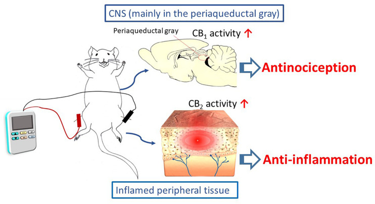 The cannabinoid pathway, including the CB1 and CB2 receptors, mediates the analgesic and anti-inflammatory effects of electroacupuncture.