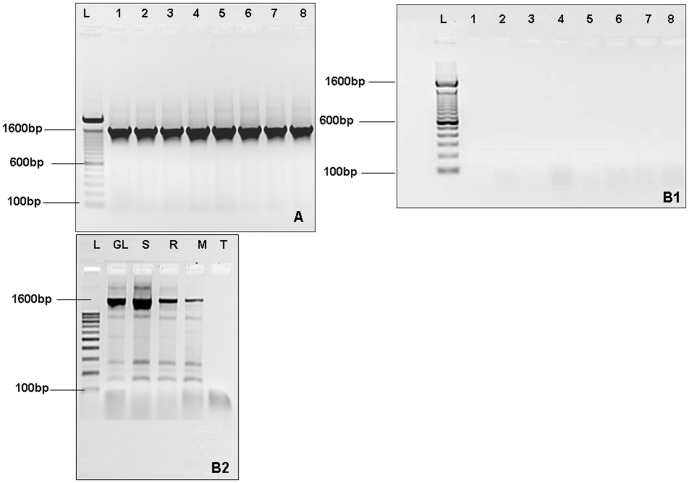 Agarose gel electrophoresis (1%) of PCR amplification product of THCA synthase gene using the primers (a/b).(A): Amplification of DNA extracted by the adapted protocol. (B1): Amplification of DNA extracted by Wagner CTAB protocol (cannabis resin). (1–8): Indicated number of samples; (L): 100 bp molecular size ladder; the position of 100 bp, 600 bp and 1600 bp fragments is indicated. (B2): Amplification of DNA extracted by Wagner CTAB protocol (using other tissues of cannabis sativa). (GL): Grind leaves of cannabis sativa. (S): Seeds of cannabis. (R): Rod of cannabis sativa. (M): Mixed rood and leaves. (T): Negative control.