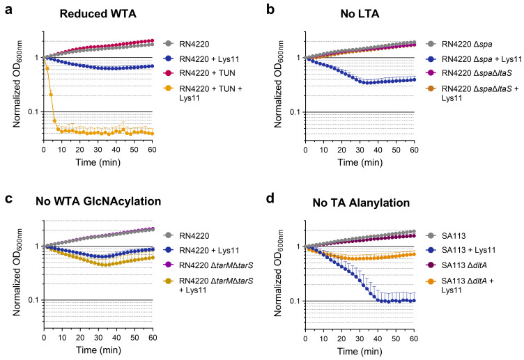 Contribution of CW glycopolymers and their modifications to Lys11 tolerance. Log phage cells of the indicated S. aureus strains and derived mutants were collected in TSBca and then challenged with 100 nM Lys11. Bacteriolysis was followed by taking OD600nm measurements. (a) Cells grown in absence or presence of 50 ng/mL tunicamycin (TUN), which reduces WTA synthesis without affecting growth. (b) Mutant ΔspaΔltaS is impaired in LTA synthesis, whereas the control strain Δspa has normal LTA production. (c) The mutant ΔtarMΔtasS lacks the α- and β-O-GlcNAcylation modification of WTA. (d) The ΔdltA mutation causes no alanylation of TAs. Each curve represents means ± standard deviation from 5 independent experiments. For clarity, only the mean + standard deviation is represented.