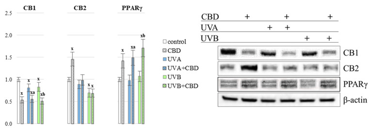 Endocannabinoids receptors expression CB1, CB2 and PPARγ in the PMNs of nude rats in the following groups: control; treated with CBD (every 12 h) for 4 weeks; irradiated with UVA (every 48 h) for 4 weeks; irradiated with UVA (every 48 h) and treated with CBD (every 12 h) for 4 weeks; irradiated with UVB (every 48 h) for 4 weeks; irradiated with UVB (every 48 h) and treated with CBD (every 12 h) for 4 weeks. The mean values for six rats in each group ± SD are shown: x—differences vs. control group, p < 0.05; a—differences vs. UVA treated group, p < 0.05; b—differences vs. UVB treated group, p < 0.05.