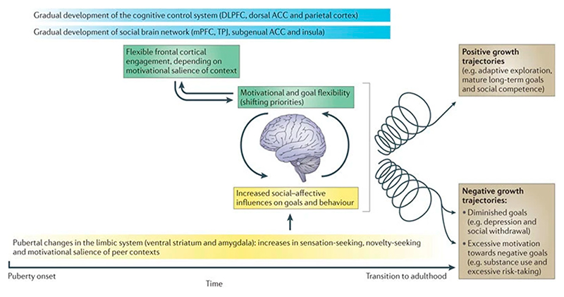 The model of adolescent brain development proposed by Crone and Dahl (2012). Reprinted from “Understanding adolescence as a period of social−affective engagement and goal flexibility” by Crone and Dahl [22].