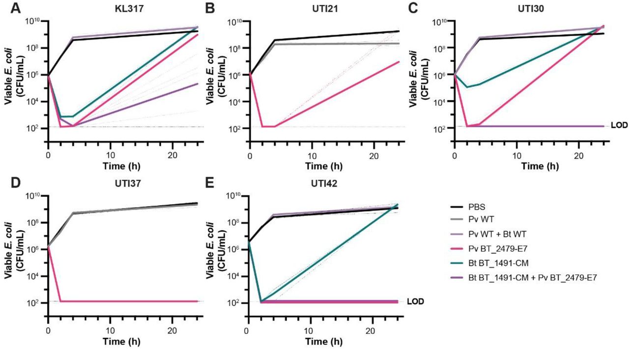 Colicin E7 secreted by P. vulgatus and colicin M secreted by B. thetaiotaomicron kill UPEC isolates in culture.106 CFU/mL of E. coli was incubated with an equal volume of filtered supernatant from either Pv BT_2479-E7 (pink), Bt BT_1491-CM (teal), or both (purple). Viable E. coli was enumerated by CFU plating at 0, 2, 4, and 24 hours for (A) KL317, (B) UTI21, (C) UTI30, (D) UTI37, and (E) UTI 42. Solid lines represent geometric means of three replicates (individual replicates in dashed lines).