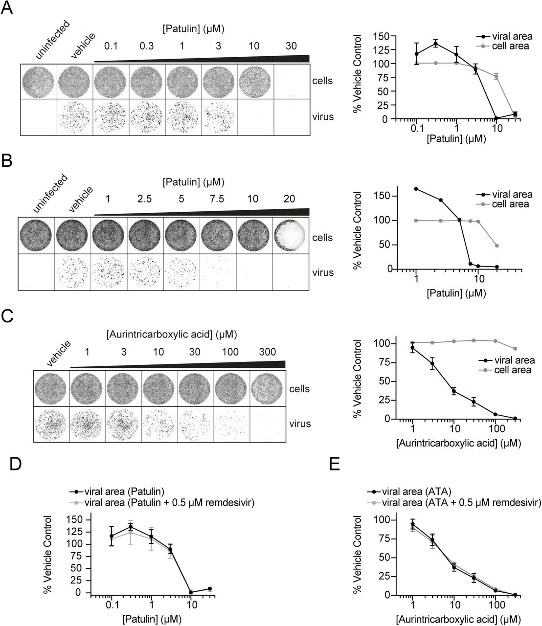 Patulin and aurintricarboxylic acid (ATA) inhibit SARS-CoV-2 viral growth in VERO E6 cells.A. After VERO E6 cell seeding, media was replaced with fresh media containing indicated concentrations of patulin followed by infection with SARS-CoV-2. 22 h post-infection, wells were stained with DR (cells) and AlexaFluor-conjugated antibodies against the SARS-CoV-2 N protein (virus). Quantification is shown at right (mean +/-SD). Quantification of viral area is normalised to cell area. B. Experiment performed as in A with lower dose titration of patulin. C. Experiment as in A, with titration of aurintricarboxylic acid (ATA). D. Experiment as in A, with combined treatment of 0.5 µM remdesivir. Note the black line indicating patulin only treatment is the same as in A. E. Experiment as in C, with combined treatment of 0.5 µM remdesivir. Note the black line indicating ATA only treatment is the same as in C.