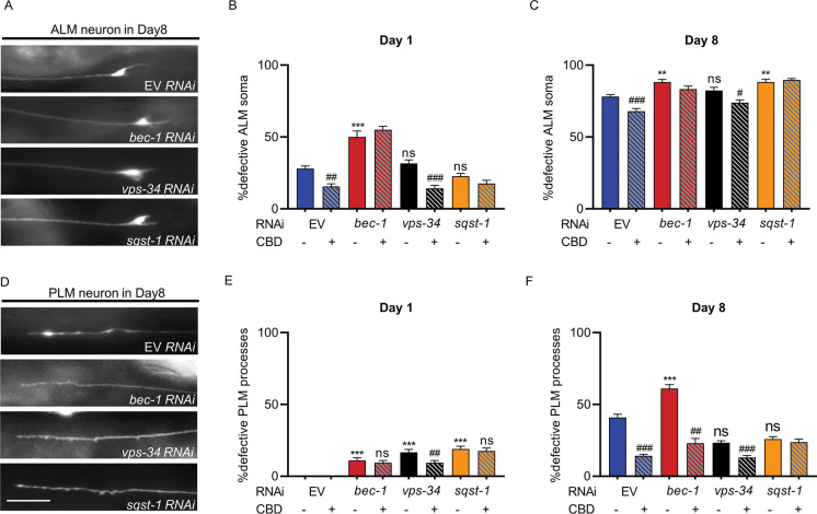 CBD affects age-associated morphological changes in ALM and PLM neurons via autophagy pathway. A Representative images of ALM soma defective in worms fed with EV and autophagy genes (bec-1, vps-34, and sqst-1) RNAi in adult day 8. B, C Quantification of ALM neurons with defective soma in WT worm strains fed with bacteria containing EV or vectors for RNAi knockdown of autophagy genes (bec-1, vps-34, and sqst-1) RNAi and treated with or without CBD in adult day 1 and day 8. D Representative images of PLM process defective in worms fed with EV and autophagy genes (bec-1, vps-34, and sqst-1) RNAi in adult day 8. E, F Quantification of the PLM process defects in worms fed with EV and RNAi constructs for knockdown of autophagy genes (bec-1, vps-34, and sqst-1) and treated with CBD or untreated at day 1and day 8. Error bars are SEs of proportions. At least 30 neurons were scored per time point. *Compared with EV control; #compared with same RNAi without CBD. ns, not significant. **p ≤ 0.01, *** p ≤ 0.001, # ≤ 0.05, ## ≤ 0.01, ### ≤ 0.001