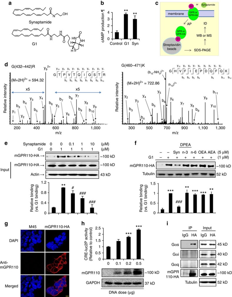 Identification of synaptamide receptor and associated G-protein.Biotinylated synaptamide analogue G1 (a) increased cAMP production in DIV3 neurons after 10 min stimulation (b). After mouse fetal brains or NSCs were lysed in PBS containing 0.5% Triton X-100, treated with G1, affinity-purified using streptavidin beads and subjected to SDS/PAGE, the entire gel was cut into several bands for tryptic digestion and protein identification (ID) by mass spectrometric analysis (c). The MS/MS spectra of GPR110 peptides G(432–442)R and G(460–471)K detected from the gel band in the 100–130 kD molecular weight region are shown (d). Binding of G1 to GPR110 was confirmed by the western blot detection of mGPR110-HA expressed in HEK cells at ∼100 kD after streptavidin pull-down while synaptamide dose-dependently decreased the mGPR110-HA recovered after G1-streptavidin pull-down (e). Among fatty acid ethanolamides, only synaptamide displaced the G1 binding to mGPR110 (f). GPR110 expression in the plasma membrane was detected (g). The cAMP response induced by 10 nM synaptamide increased in a GPR110 gene-dose-dependent manner (h). GPR110 interaction with Gαs was identified by co-immunoprecipitation of overexpressed mGPR110-HA with endogenous Gαs (i). Syn, synaptamide; n3, omega-3; n6, omega-6; DPEA, N-docosapentaenoylethanolamine; OEA, N-oleoylethanolamine; AEA, N-arachidonylethanolamine. Results in d and i represent two independent experiments. Data in (b,e,f,h) are means±s.e.m. of biological triplicates (n=3), representing three independent experiments. **P<0.01, ***P<0.001 versus control, and #P<0.05, ##P<0.01, ###P<0.001 versus G1 binding by unpaired Student t-test. ¶, relative to control. Scale bar, 5 μm (g).