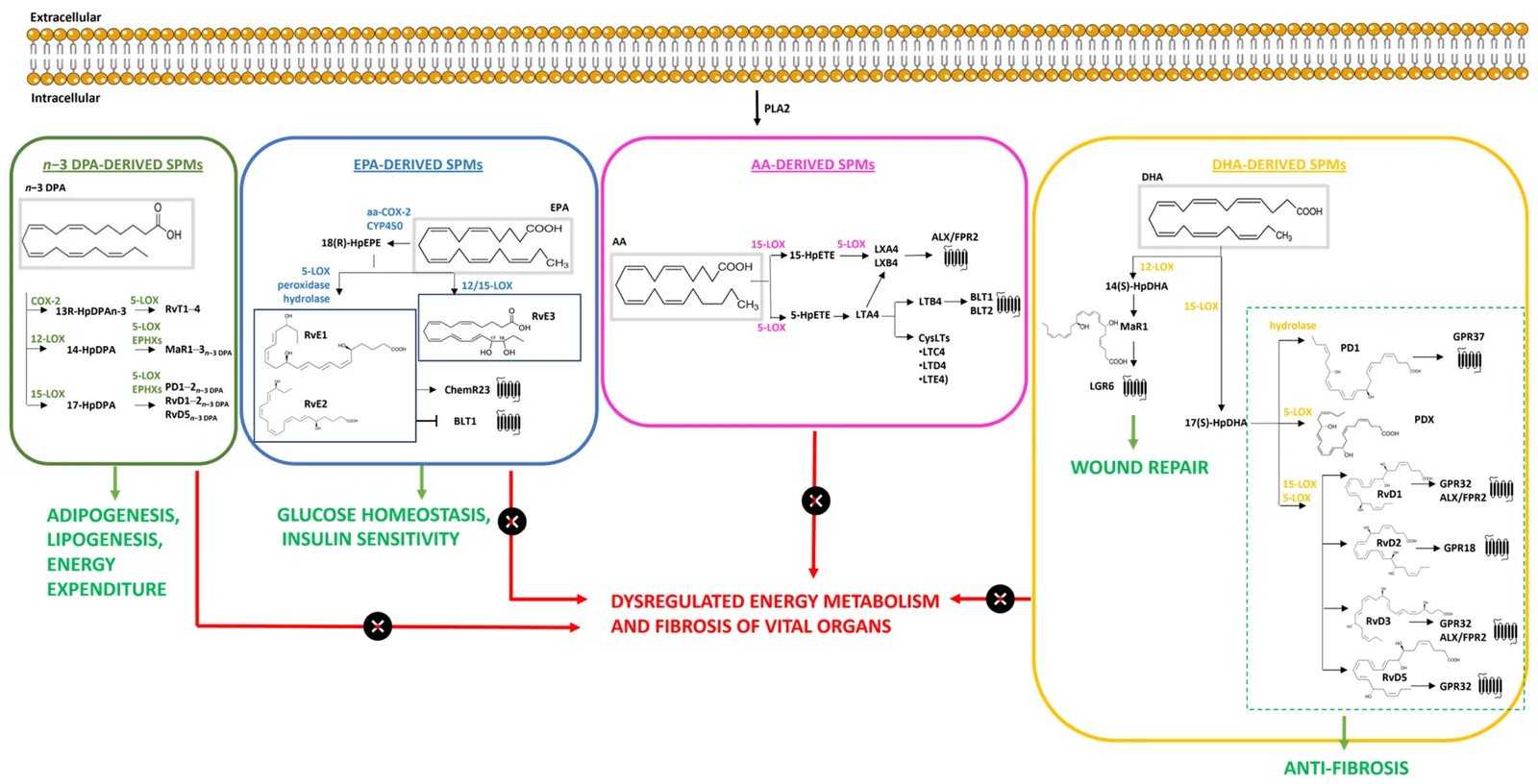 Metabolic pathways and known receptors of specialized pro-resolving lipid mediators (SPMs) and their role in energy homeostasis and fibrosis. The figure reports the major biosynthetic pathways and known receptors of the main SPM classes: n–3 DPA-derived, EPA-derived, AA-derived, and DHA-derived SPMs. SPM metabolism and signaling are involved in maintaining energy homeostasis (indicated by the green arrows), and any alterations/impairments of physiological signalling mechanisms can lead to dysregulated energy metabolism and fibrotic processes (indicated by the red arrows crossed by an “×”).
