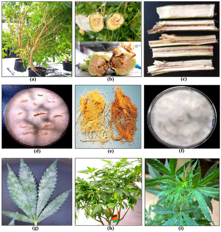 Symptoms of infection by a range of pathogens commonly observed in cannabis stock plants. (a) Declining growth with reduced vigor in a 7-month-old plant. (b,c) Internal stem discolouration due to F. oxysporum infection. (d) Isolation of colonies of F. oxysporum from diseased tissues. (e) Browning of roots due to Pythium infection. (f) Isolation of Pythium colonies from diseased roots. (g) Powdery mildew infection on the upper surface of leaves. (h,i) Infection by hop latent viroid causing reduced vigor and curling of young leaves.