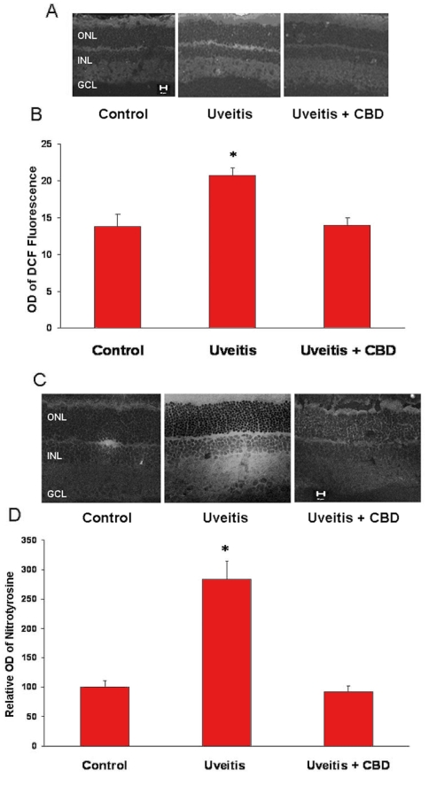 Cannabidiol reduces oxidative and nitrative stresses in the uveitic retina. A: Cannabidiol (CBD) reduces reactive oxygen species (ROS) in the retinas of uveitic rats as represented by DCF fluorescence in rat retina. Representative image shows the fluorescence distribution in different retinal layers (magnification ×100). Abbreviations: Ganglion cell layer (GCL); inner nuclear layer (INL); outer nuclear layer (ONL). B: Morphometric analysis of fluorescence intensity in serial sections of rat eyes shows that uveitic rats had a significant increase in fluorescence (1.5-fold) compared with controls. Treatment with CBD (5 mg/kg) inhibited ROS formation in uveitic rats. Data shown is the mean±SEM of 4-5 animals in each group (asterisk represents that it is significantly different when compared with the controls at p<0.05). C: CBD reduces nitrotyrosine in the retina of uveitic rats. A representative image shows the nitrotyrosine distribution mainly in the retinal plexiform layers and outer segments (magnification ×200). D: Morphometric analysis of fluorescence intensity in serial sections of rat eyes showing that uveitic rats had a significant increase in fluorescence (2.8-fold) compared with controls. Treatment with CBD (5 mg/kg) inhibited nitrotyrosine formation in the uveitic rats. Data shown is the mean±SEM of 6 animals in each group (asterisk represents that it is significantly different when compared with the controls at p<0.05).