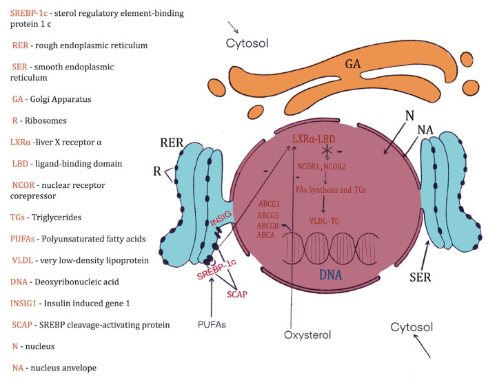 The mechanism by which PUFAs suppress cholesterol synthesis via inhibition of the signaling pathway of sterol regulatory element-binding protein-1 (SREBP-1) [74]. PUFAs through their action on the SCAP complex inhibit LXRα-LBD, which further generates suppression of nuclear corepressor receptors NCOR1 and NCOR2 [75]. All these inhibit the synthesis of fatty acids (FAs) as well as triglycerides (TGs). In this way, VLDL-TG is no longer synthesized. Similar to PUFAs, the high concentration of oxysterol has the same effect; it inhibits LXRα-LBD [76,77].