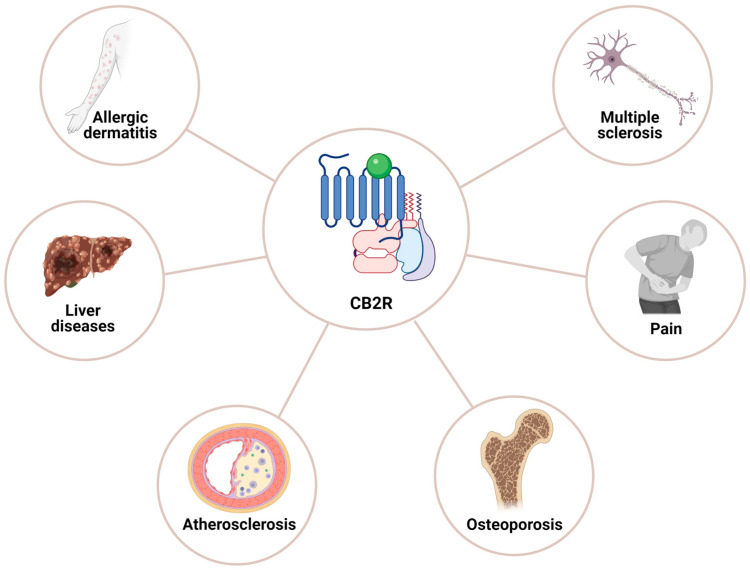 Role of cannabinoid receptor 2 (CB2R) in different pathological conditions. This figure was created with BioRender.com.