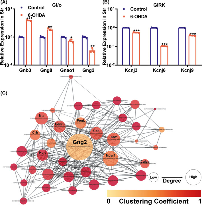 Relative mRNA expression of the DEGs enriched in the Gi/o (A) and GIRK (B) involved in the KEGG pathways of the striatum (n = 3 rats per group, Student's t test, *p < 0.05, **p < 0.01, ***p < 0.001, saline control vs 6‐OHDA PD rats). (C) The new PPI network of the DEGs enriched in the striatum. The bigger node size represents the bigger degree value. The color bar shows the clustering coefficient
