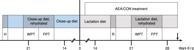 Scheme of the experimental procedure. On day 25 before expected calving, cows were habituated (H) to tie stalls and the experimental setup, this H procedure was repeated on Day 17 p.p as a reminder (R). The water preference test (WPT) was performed starting 22 days before expected calving and again 21 p.p. for three consecutive days. The feed preference test (FPT) was performed on day 19 before expected calving and on Day 24 p.p. for three consecutive days. During WPT and FPT, cows received a rehydrated close-up diet a.p. and a rehydrated lactation diet p.p. Intraperitoneal injections started on Day 1 p.p. and were continued until Day 30 p.p. from Mondays to Fridays. Cows received 3 µg/kg BW N-arachidonoylethanolamine (AEA, n = 8) or 0.9% NaCl, (CON; n = 8). Cows were slaughtered on Day 30 p.p. (arrow).