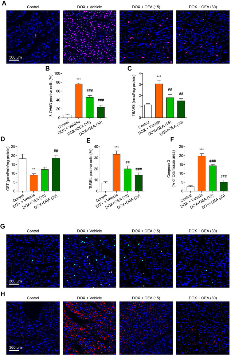 OEA inhibited DOX-induced myocardial oxidative stress and apoptosis in mice. Mice with or without DOX (6 mg/kg, i. v.) challenge were treated with OEA (15 or 30 mg/kg, i. v.) for 14 days concurrently with DOX challenge. Heart tissues were isolated at day 15 for analysis. (A) Immunofluorescence staining of 8-OHdG in myocardial tissues. (B) 8-OHdG positive cells shown in (A) were counted. The effects of OEA or its vehicle on (C) TBARS and (D) GST in myocardial tissues. (E) TUNEL positive cells shown in (G) were counted. (F) Fluorescence quantification for caspase three in (H) were calculated. (G) Detection of apoptotic cells in mice cardiac tissues by TUNEL staining. (H) Immunofluorescence staining of caspase three in myocardial tissues. Data are expressed as mean ± SEM, n = 6. ***, p < 0.001 vs. control. #, p < 0.05; ##, p < 0.01; ###, p < 0.001 vs. DOX + vehicle.