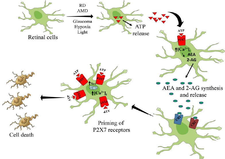Hypothetical schematic image of the retinal cell death induced by cannabinoids and nucleotides.Retinal diseases promote ATP release, activating P2X7 receptors and inducing an increase in intracellular calcium (Ventura et al., 2018). The increase in calcium levels activates DAGL at the same time that inhibits MAGL activity, resulting in an increase of endocannabinoid levels at the extracellular medium. Endocannabinoids, in turn, activate CB1 and CB2 receptors and prime P2X7 receptors, triggering calcium entry in the cell. Sustained activation of P2X7 receptors can also promote mitochondrial stress, calcium shifts, fluorescent dye uptake and retinal cell death (Freitas et al., 2019). AEA: Anandamide; RD: retinal diseases; AMD: age-related macular degeneration; 2-AG: 2-arachidonoylglycerol; DAGL: diacylglycerol lipase; MAGL: monoacylglycerol lipase.
