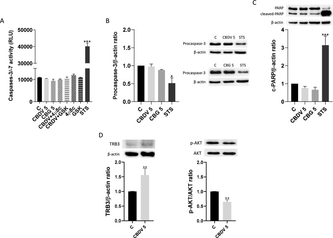 Analysis of the main biomarkers of apoptotic cell death and the expression of TRB3 and p-AKT proteins, for CBDV and CBG-treated cells. A Evaluation of the activity of effector caspases-3/-7, and of the expression of pro-caspase-3 B and cleaved-PARP C by Western blotting. D Evaluation of the protein expression of TRB3 and of AKT phosphorylation (p-AKT), by Western blotting. CBDV-treated cells were pre-incubated 4µ8c (1 µM) or GSK (0.5 µM), to analyze the role of UPR pathways in the activity of effector caspases. STS (10 µM) was used as inducer of apoptosis. The results are presented as mean ± SEM (n = 5). Significant differences between control and treatments are indicated by * (p < 0.05), ** (p < 0.01) and *** (p < 0.001)