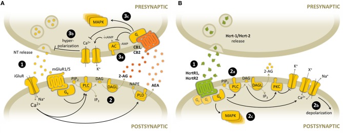 Overview of the main synaptic signaling mechanisms of endocannabinoid and hypocretinergic systems. (A) Endocannabinoid-mediated synaptic signaling. (1) Glutamate is released from presynaptic terminals and stimulates both ionotropic and metabotropic glutamate receptors, leading to postsynaptic depolarization through Ca2+ entrance and Gq-protein activation. (2) High Ca2+ concentration stimulates endocannabinoid synthesis through PLC and PLD. 2-AG synthesis is also mediated by Gq-protein activation. (3) Endocannabinoids are released to the synaptic cleft and activate CB1 and CB2 presynaptic receptors. Some of the main downstream consequences of CB receptor activation and subsequent Gi-protein stimulation are: (3a) inhibition of AC activity, (3b) membrane hyperpolarization after modulation of K+ and Ca2+ channels, and subsequent inhibition of NT release, (3c) activation of protein kinase cascades such as MAPK pathway. (B) Hypocretin-mediated synaptic signaling. (1) Hypocretins are released from presynaptic terminals and activate postsynaptic HcrtR1 and HcrtR2. (2) HcrtR stimulation is mainly associated with Gq-protein activation, but it can activate also other G-protein subtypes. Some of the main downstream consequences of HcrtR activation and subsequent Gq-protein stimulation are: (2a) activation of PLC activity, and subsequent DAG and 2-AG synthesis (2b) membrane depolarization after modulation of K+ channels, non-specific cationic channels and Na+/Ca2+ exchanger, (2c) activation of protein kinase cascades such as MAPK pathway. NT, neurotransmitter; iGluR, ionotropic glutamate receptor; mGluR, metabotropic glutamate receptor; PIP2, phosphatidylinositol bisphosphate; DAG, diacylglicerol; 2-AG, 2-arachidonoylglycerol; NAPE, N-arachidonoyl-phosphatidylethanolamine; AEA, anandamide; PLC, phospholipase C; DAGL, diacylglycerol lipase; PLD, phospholipase D; AC, adenyl cyclase; cAMP, cyclic AMP; MAPK, mitogen-activated protein kinase; Hcrt-1, hypocretin-1; Hcrt-2, hypocretin-2; PKC, protein kinase C; X+, unspecific cation.