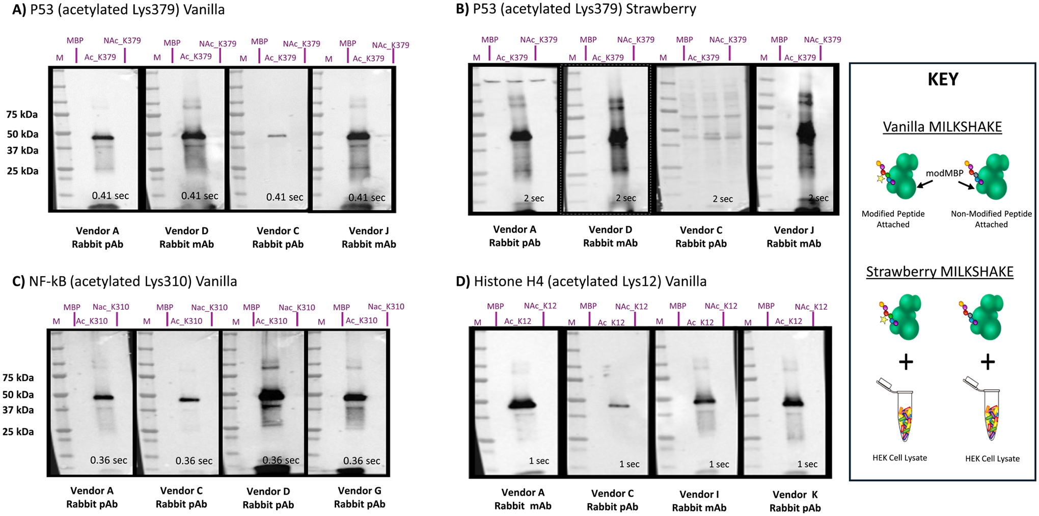 Acetyl Abs are specific binders in Vanilla and Strawberry MILKSHAKE tests. Vanilla MILKSHAKE (6 μg per lane) was used to validate specificity of Abs from four vendors that bind to either p53 (Lys379) (A), NF-kB (Lys310) (C), or Histone H4 (Lys12) (D) when the lysine is acetylated. All the antibodies tested show specific binding to the acetyl MILKSHAKE protein and no binding to the non-acetyl MILKSHAKE protein. B) Strawberry MILKSHAKE (a mixture of 0.5 μg MILKSHAKE protein and 15 μg HEK lysate per lane) was used to validate stringency of four Abs for acetylated Lys379 on the P53 protein. Irrelevant binding to the HEK293-T lysate is observed for Vendors A and C. Abbreviations: polyclonal (pAb), monoclonal (mAb), acetyl (Ac), non-acetyl (NAc).